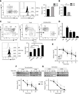 Negative Regulation of Zap70 by Lck Forms the Mechanistic Basis of Differential Expression in CD4 and CD8 T Cells